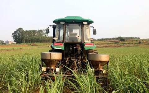 广西糖业集团今年甘蔗种植面积扩增24万亩 达184万亩