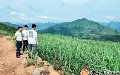 甘蔗上山 甜上加甜｜广西糖业集团一年扩种24万亩