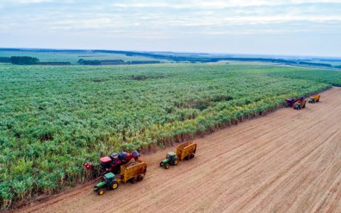 我国已实现糖料蔗品种100%国产化 桂糖品种面积连续6年领跑全国