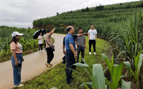 普洱澜沧：“云蔗08-1609”“云蔗05-51”2个新品种种植占比达88.83%