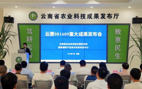 云南“云蔗081609”甘蔗新品种选育应用取得重大突破