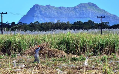 新华社：当非洲甘蔗遇见中国>>毛里求斯蔗糖与中国的自贸协定