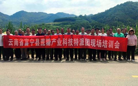 农科专家为云南富宁县甘蔗产业精准“把脉”