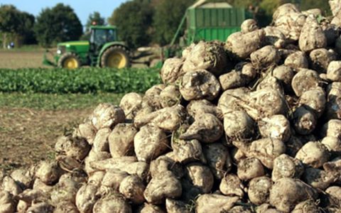 乌克兰农业部长：甜菜平均亩产下降  预计食糖将减产