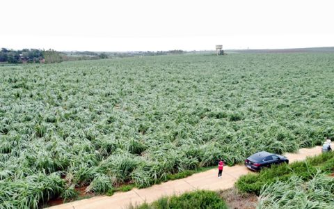 “摩羯”致湛江大量甘蔗倒伏受损 台风未走远甘蔗保险预赔款已到账