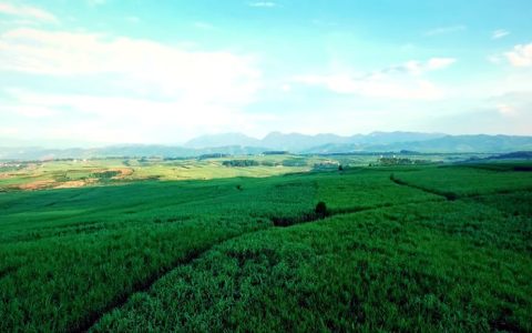 蔗糖专家：临沧制糖产业最具竞争力