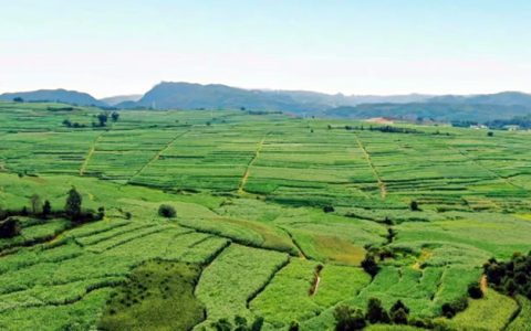 临沧耿马：一根甘蔗“链”筑甜美幸福新家园