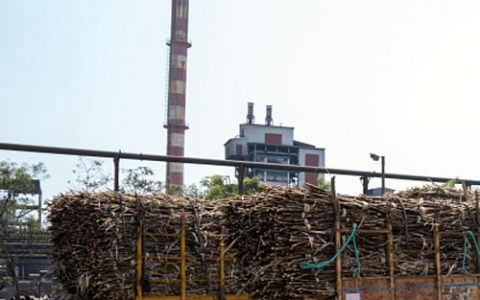 印度北方邦：121家糖厂中已有32家开启新榨季生产工作 产量预估