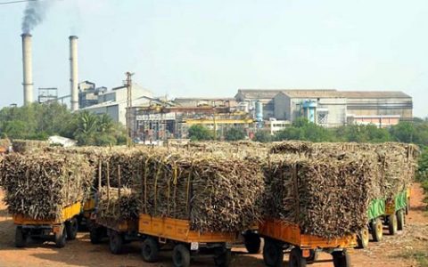 截至12月15日印度472家糖厂开榨 产糖608万吨 同比减少18%