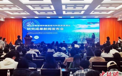 广西大学现代甘蔗栽培种基因组与种质资源演化研究取得重大突破