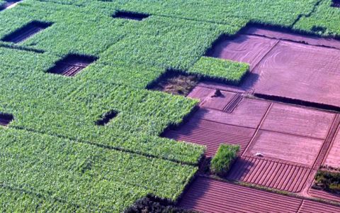 经验启示丨云南农垦陇川农场抓实现代农业建设，保障糖料生产