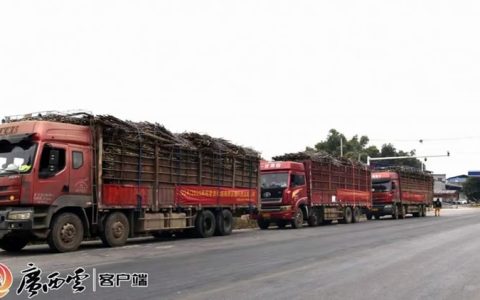 一根甘蔗甜两国！广西糖业集团越南蔗区首批糖料蔗运抵入榨