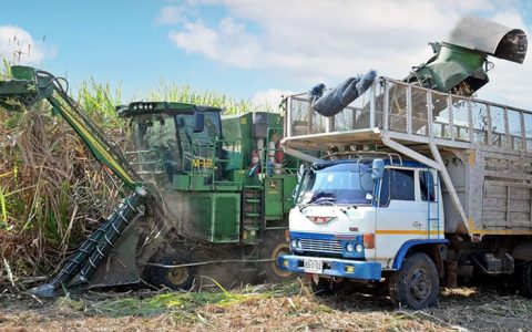 木薯价格下跌迫使农民转向甘蔗！ 泰国糖业又到转折点 产糖量预计大增 出口压力大！