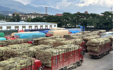 云南打洛海关多措并举护航甘蔗进口 助力糖业创历史新高