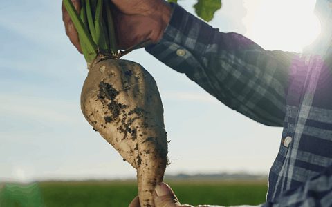 欧亚经济联盟新榨季开局良好 同比增长8.6% 其中俄罗斯已产糖53万吨