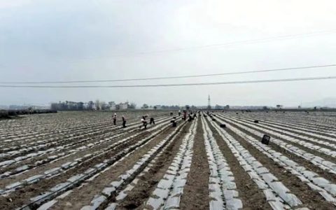 广西糖业集团以数字技术推动甘蔗产业转型升级