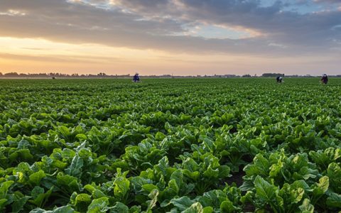 农业农村部糖料专家指导组：2026年甜菜春季生产技术指导意见