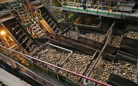 俄罗斯开启2025/26新榨季生产 乌斯季拉宾斯克糖厂率先投产