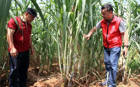 南方科技报：甘蔗中的“广西狼兵”，桂辐98-296牛在哪里