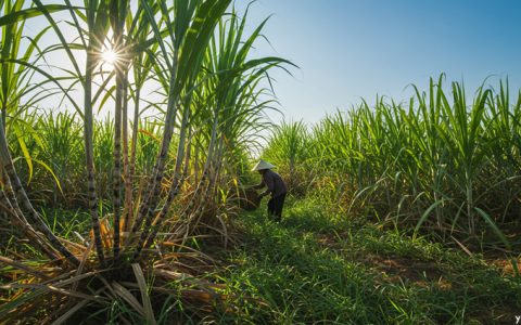越南糖业面临走私糖挑战 举步维艰 呼吁多方协同应对