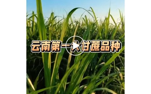 这个才是真正的“糖王”， 代号“081609”
