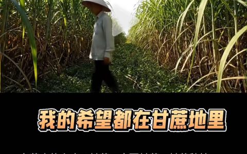 我的希望都在甘蔗地里--一名蔗农的心声！ 小视频 够精彩 等你来！