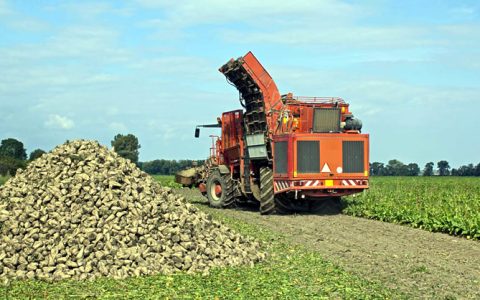 欧亚经济体2025/26榨季产糖量已超427万吨 俄罗斯占90%