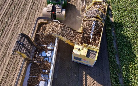 美国密歇根州自走式甜菜收割机 集成除叶器和收割机