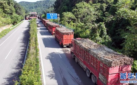 2025/26榨季西双版纳州勐满口岸预计将有93万吨境外甘蔗入境压榨