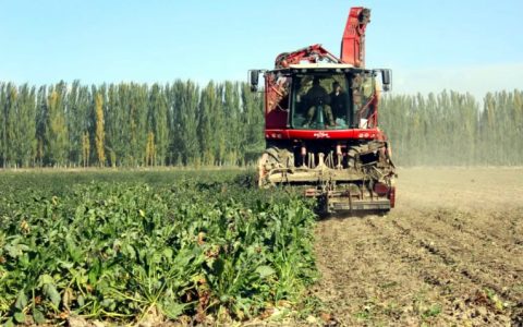 新疆：甜菜产业“链”出甜蜜“钱”景