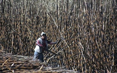 墨西哥出台重磅贸易保护措施：对进口食糖征收高达156%-210%的关税