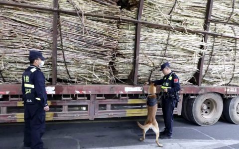 临沧：日均5300多吨境外甘蔗高效通关 本榨季预计入境甘蔗80万吨
