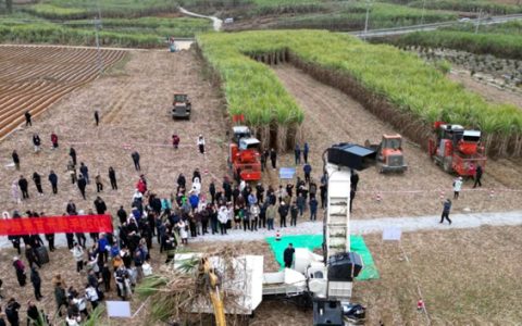 专家齐聚 广西破解甘蔗机收“第一刀”难题