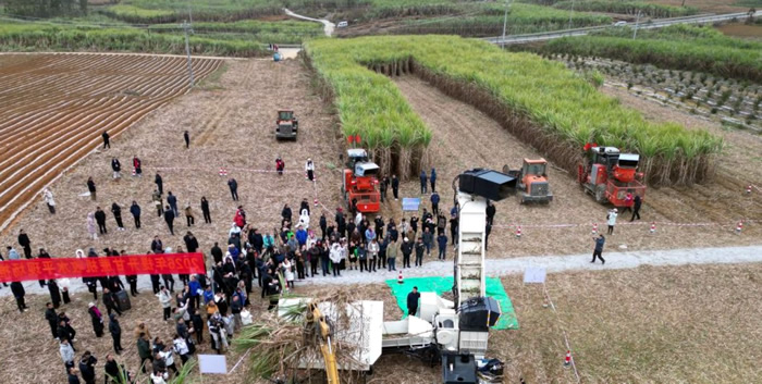 专家齐聚 广西破解甘蔗机收“第一刀”难题