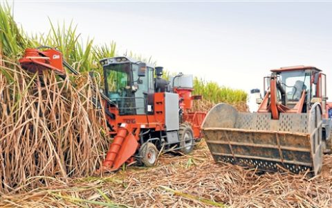 广西全区甘蔗机收面积达57万亩，机收率13.66％
