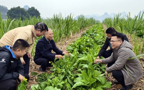 广西：甘蔗新型间套种模式一地三收 “甜立方”创新实践获推广