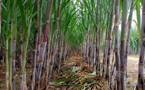 榨季产糖超77万吨！临沧蔗糖产量云南省第一！“甜蜜引擎”动力澎湃！