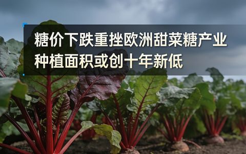 国际糖价暴跌，欧洲糖业面临十年来最严峻考验，20%糖厂关停