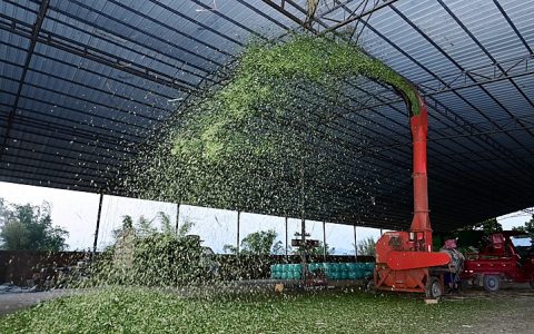 广西上思：甘蔗进糖厂，蔗叶送牛场