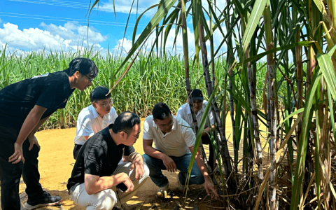 全国首单糖料蔗种业专属保险在广西崇左落地