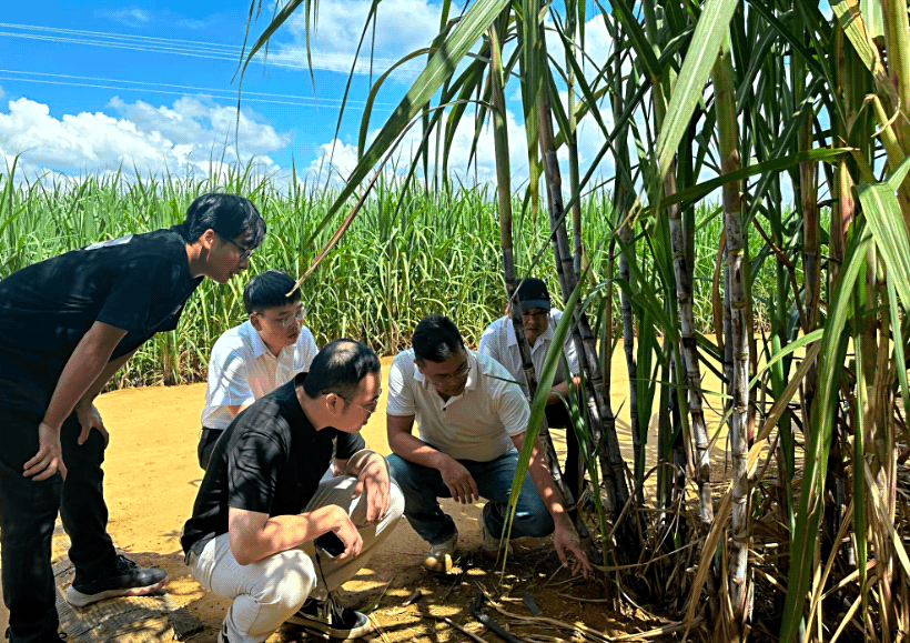 全国首单糖料蔗种业专属保险在广西崇左落地