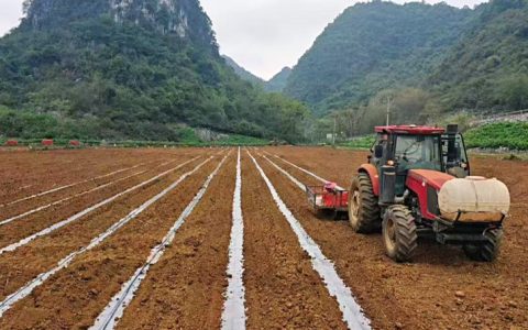 广西：百色8万亩新蔗“横平竖直”，以收定种只为年底收割机畅行无阻！