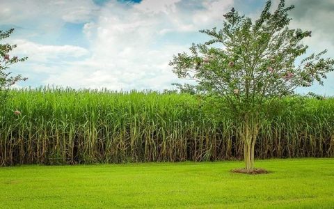 巴基斯坦自主研发甘蔗新品种获得成效 有望大幅提升产糖量