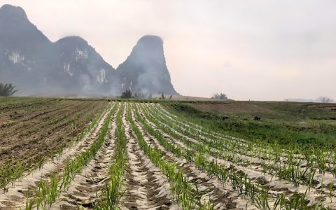 宿根蔗如何早管护？看广西糖厂抢抓农时的实践做法
