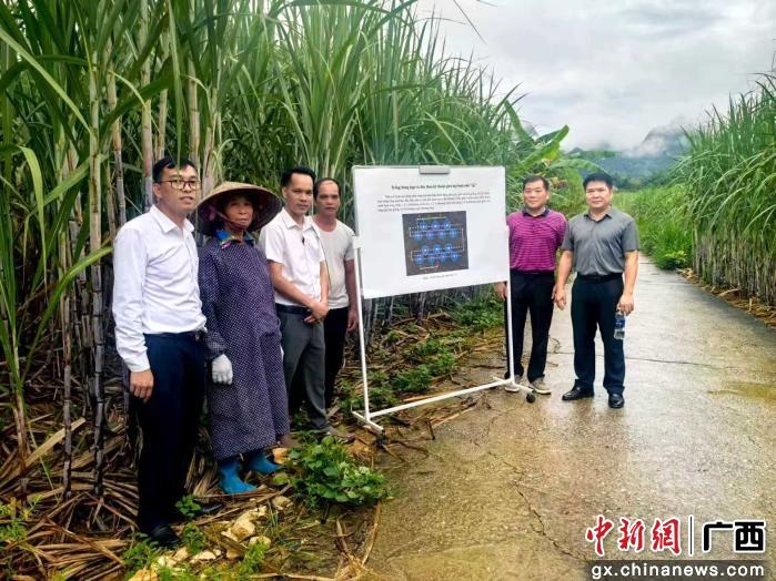 广西糖企越南“拓荒”  万亩蔗园成中越农业合作“试验田”