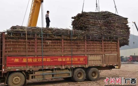 广西糖企越南“拓荒”  万亩蔗园成中越农业合作“试验田”