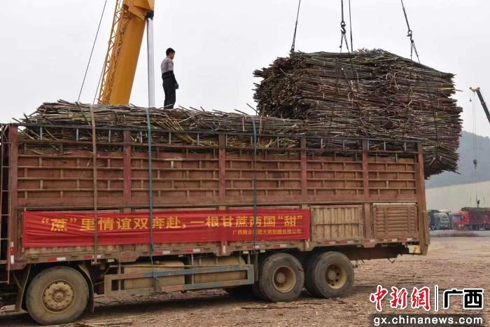 广西糖企越南“拓荒”  万亩蔗园成中越农业合作“试验田”