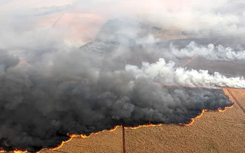 蔗田烈火：巴西蔗糖产业难以承受之殇