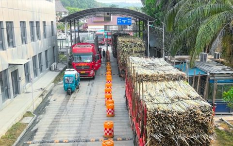 中缅“甜蜜动脉”再提速，云南打洛边检站护航30万吨甘蔗高效通关 
