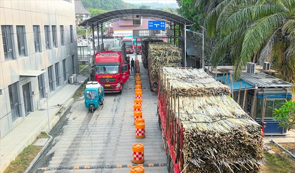 中缅“甜蜜动脉”再提速，云南打洛边检站护航30万吨甘蔗高效通关 